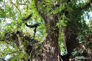 Quercia Fondannone